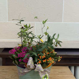 3 Kalanchoe Dish Garden