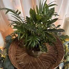 6" Dish Garden