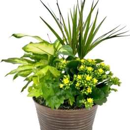 Potted green plant arrangement with small yellow flowers in a brown container