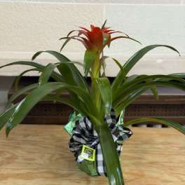 6" Wrapped Bromeliad