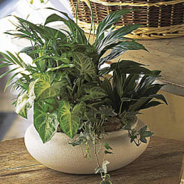Mixed green houseplants in a low round white planter on a rustic wooden surface