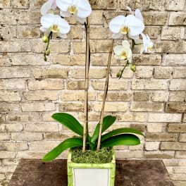 Graceful Blooms
