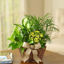 European Dish Garden