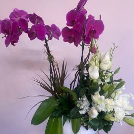Peaceful Serenity Orchid Planter