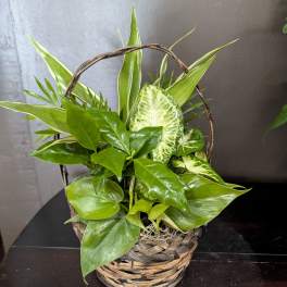 Mixed Planter In a Basket Or Tin