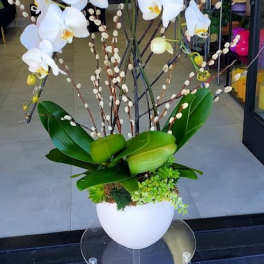 Tall white phalaenopsis orchid plant with pussy willow branches in a white bowl.