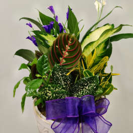 Potted tropical plant arrangement with purple flowers and a purple ribbon