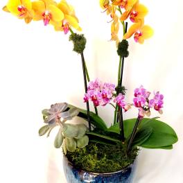Potted arrangement of yellow and pink phalaenopsis orchids with a succulent in a blue ceramic pot