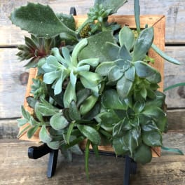 Succulent arrangement in a square wooden frame on a black stand