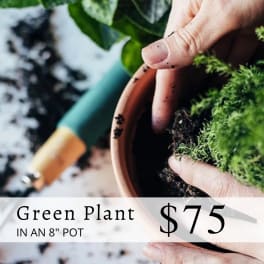 Green Plant in 8" Wicker Basket