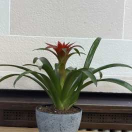 Concrete Pot Bromeliad