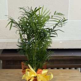 6" Wrapped Palm
