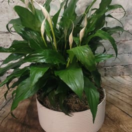 Potted peace lily plant with white blooms in a white container
