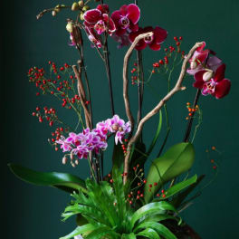 Tall orchid arrangement with red berries and broad green leaves in a container