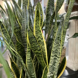 Tall snake plant with upright green and yellow-striped leaves