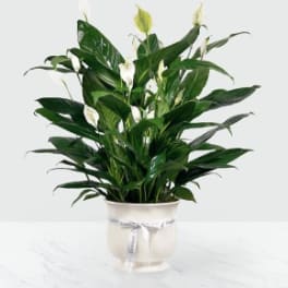 Comfort Planter 6 in