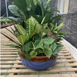 Lush mixed tropical plants arranged in a blue ceramic bowl