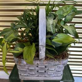 Basket of assorted green houseplants in a woven container