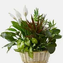 Basket of assorted green houseplants with white peace lilies