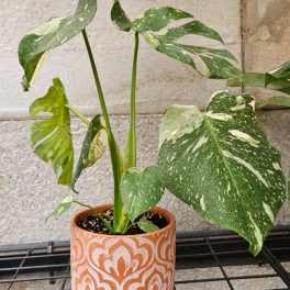 Thai Constellation Monstera