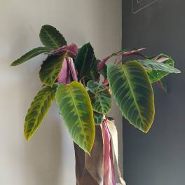 Potted tropical plant with large green and pink leaves in a tall wrapped container