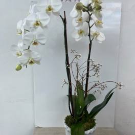 White orchid arrangement in a white pot with moss and dark stems