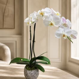 two stems orchid plant