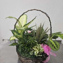 Basket of assorted green houseplants with a pink ribbon