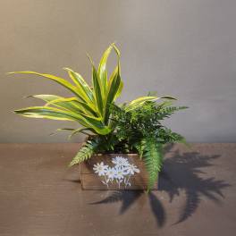 Plants: Daisy Daydream