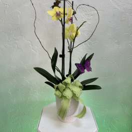 Yellow orchids in a white pot with decorative butterflies and ribbon