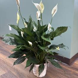 White peace lilies in a white woven pot