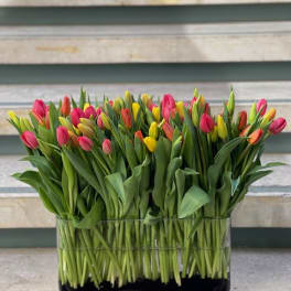 Mixed tulips in a rectangular glass vase