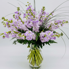 Lavender stock