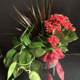 Florist Designed Blooming and Green Plants in a Basket
