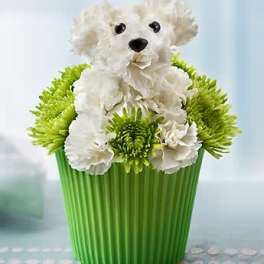 Pup-cake in Bloom