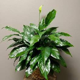 Potted peace lily plant with glossy green leaves in a woven basket