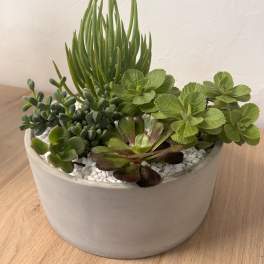 Mixed succulent planter in a white ceramic bowl with white pebbles