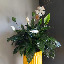 Potted peace lily arrangement with white blooms in a yellow planter