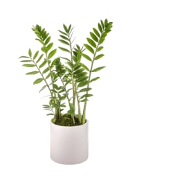 ZZ Plant by BloomNation™