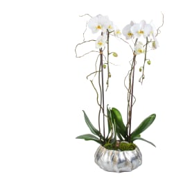 Uptown Chic Orchid