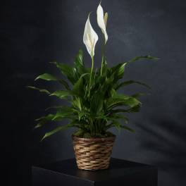 Potted peace lily with tall white blooms and broad dark green leaves in a woven basket