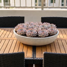 Round planter filled with pale pink succulents on a wooden table