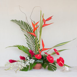 Tropical Array