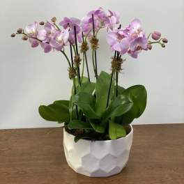 Pink orchid plant in a white geometric pot