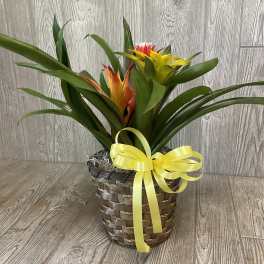 Potted tropical plant with yellow and orange blooms in a woven basket with a yellow ribbon bow