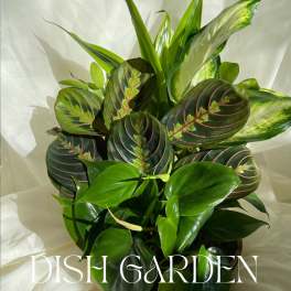 Potted green houseplant with patterned oval leaves