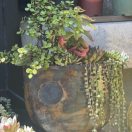Unique Succulent Vase