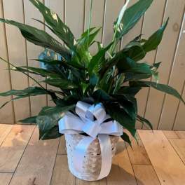 Spathiphyllum Plant
