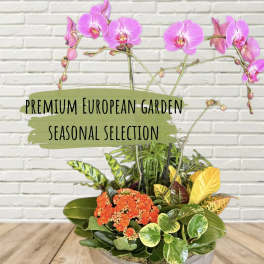 Potted orchid and mixed foliage arrangement with orange blooms