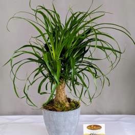 Potted ponytail palm in a silver planter